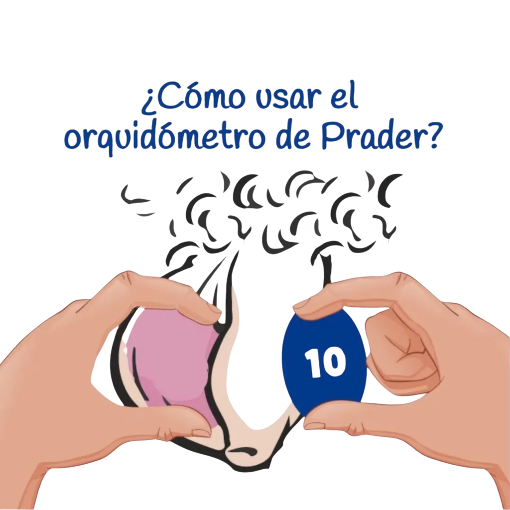 Orquidómetro Prader , Bolas Prader, Endocrine Rosar