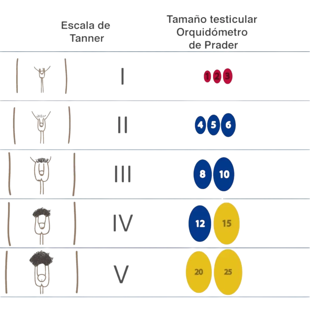 Orquidómetro Prader , Bolas Prader, Endocrine Rosar