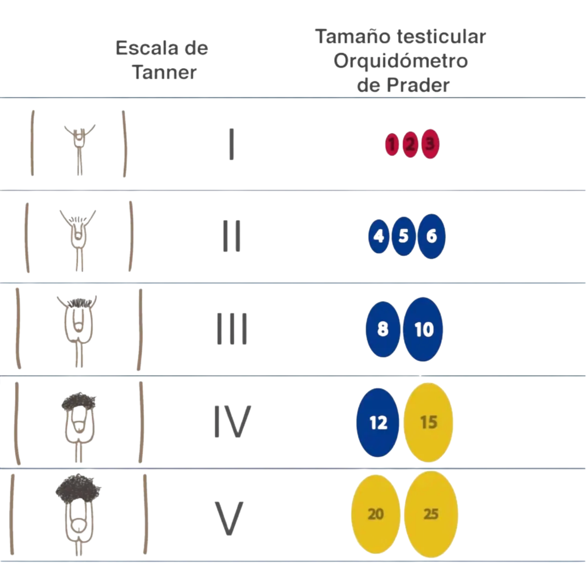 Orquidómetro Prader , Bolas Prader, Endocrine Rosar